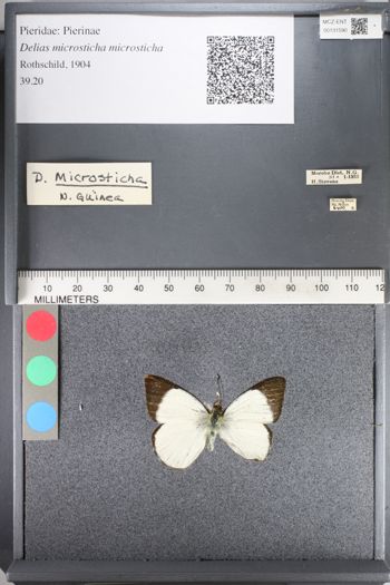 Media type: image;   Entomology 131590